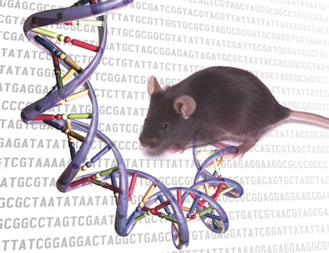 are rat genes similar to humans